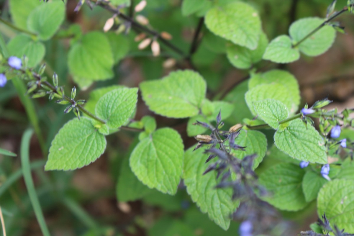 Lamiaceae